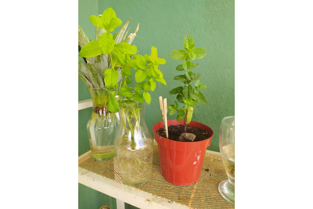 Pianta di menta appassita in vaso, foglie ingiallite, terreno secco; errore comune nella cura.