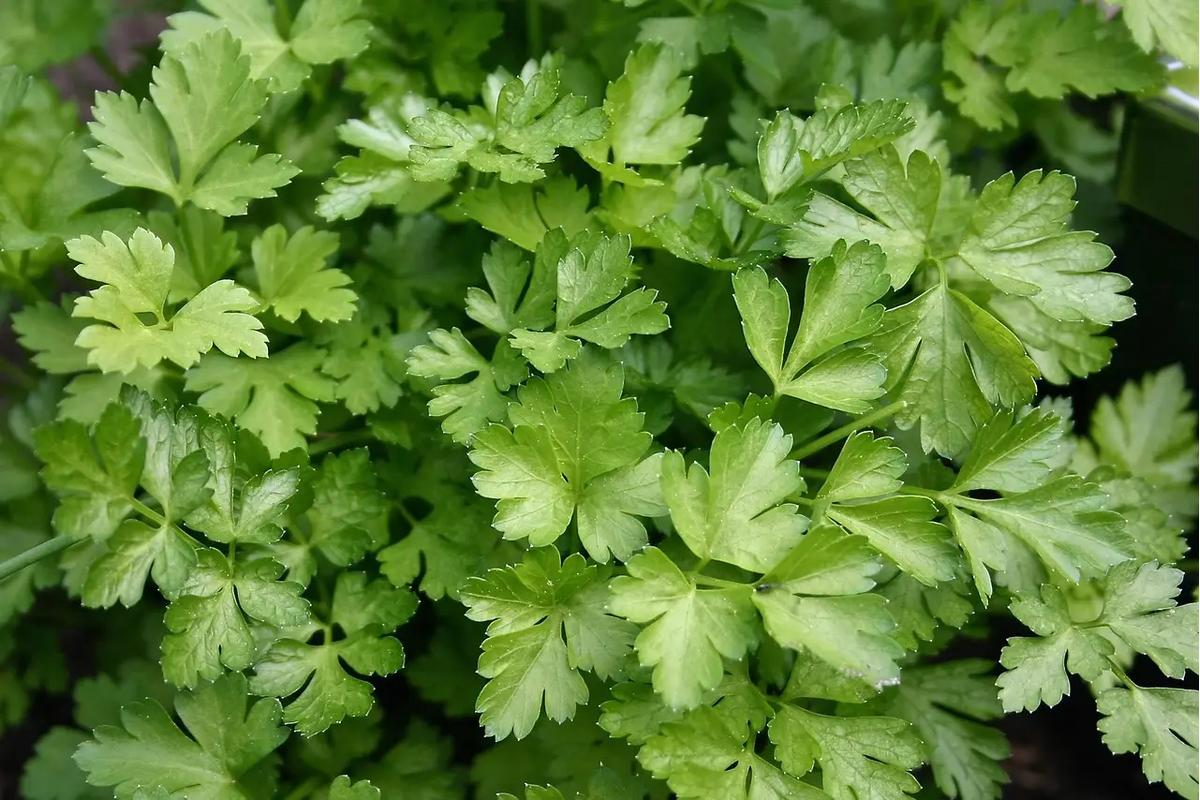 "Prezzemolo rigoglioso in giardino, grazie a fertilizzante naturale fatto in casa, verde e profumato."